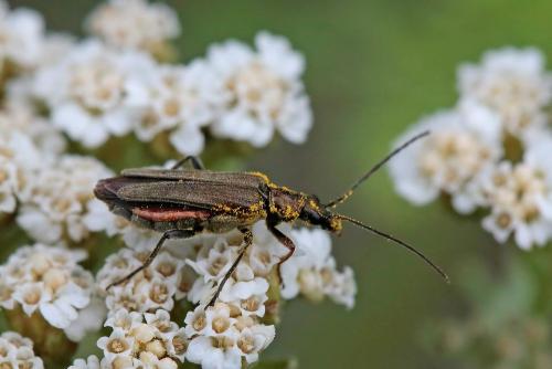 Oedemera sp.